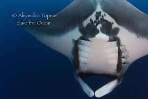 Mantaray going Deep,Isla San Benedicto México by Alejandro Topete 